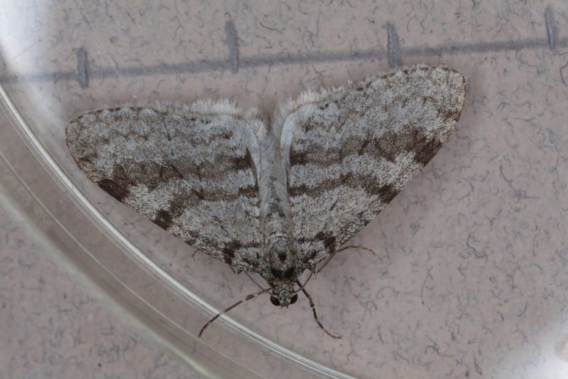 Early Tooth-striped